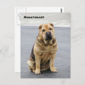 優しいシャープ・ペイのポストカード ポストカード (正面/裏面)