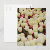 優しい春の花 ポストカード (正面/裏面)