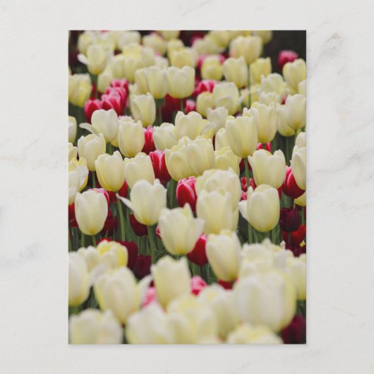 優しい春の花 ポストカード (正面)