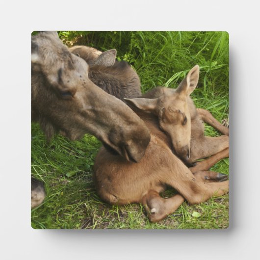 優しい母ムース フォトプラーク (正面)