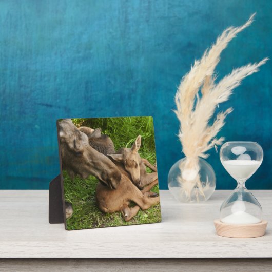 優しい母ムース フォトプラーク (インサイチュ)