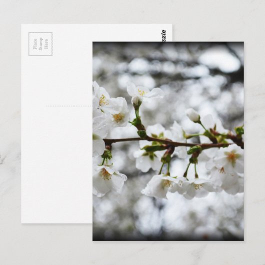 優しい純度 ポストカード (正面/裏面)