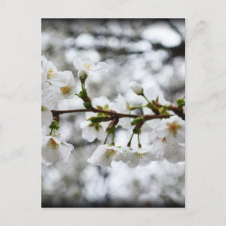 優しい純度 ポストカード