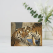 優しい虎 ポストカード (スタンド正面)