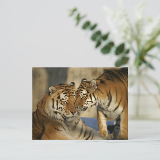 優しい虎 ポストカード (スタンド正面)