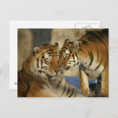 優しい虎 ポストカード (正面/裏面)