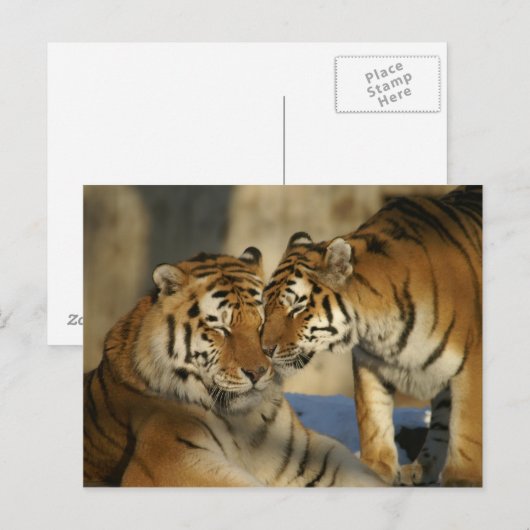 優しい虎 ポストカード (正面/裏面)