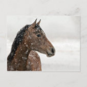 優しく降り注ぐ雪の中に馬を入れる ポストカード (正面)