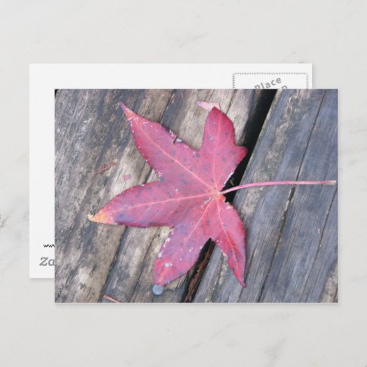 優しく ポストカード (正面/裏面)