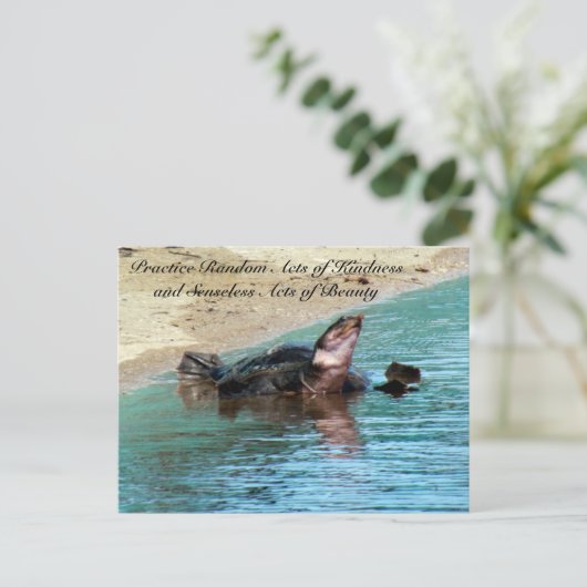 優しさの無作為な行為 ポストカード - ソフトシェルカメ (スタンド正面)