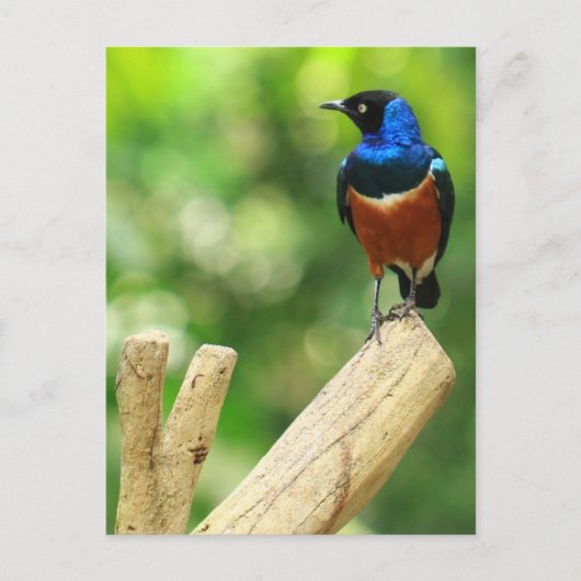 優れたスターリングはがき ポストカード (正面)