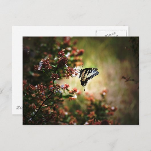 優美さの神秘 ポストカード (正面/裏面)