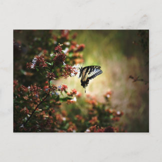 優美さの神秘 ポストカード