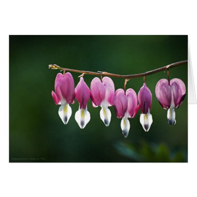 優美なハートカード (正面横)