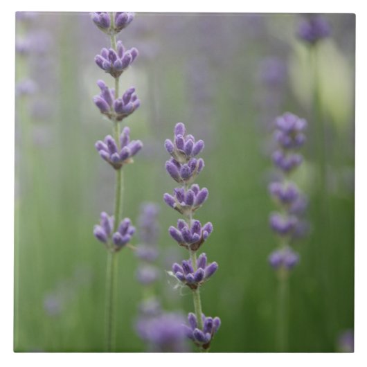 優美なラベンダーラージスクエアタイル タイル (正面)