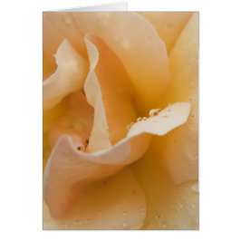 優美の穏やかなTouchカード