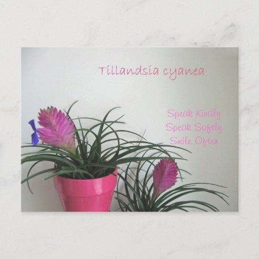 優話しいピンク色の葉書 ポストカード (正面)