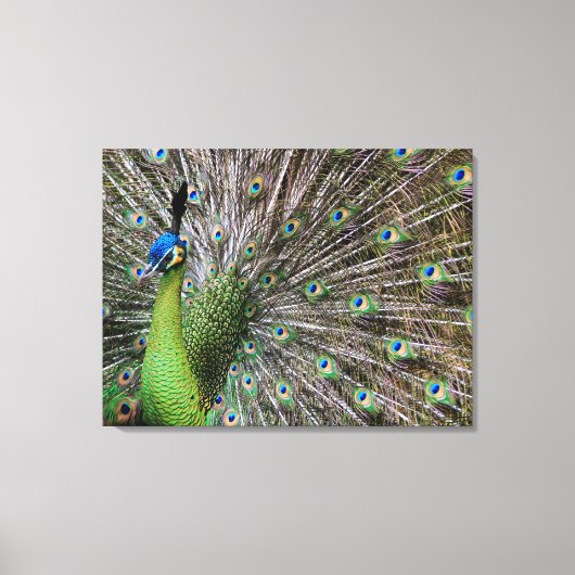優雅なクジャクの鳥と羽の芸術作品 キャンバスプリント (正面)