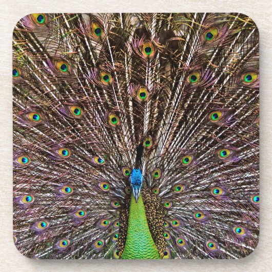 優雅なクジャクの鳥と羽の芸術作品 コースター (正面)