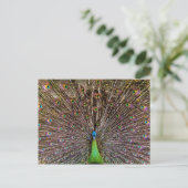 優雅なクジャクの鳥と羽の芸術作品 ポストカード (スタンド正面)