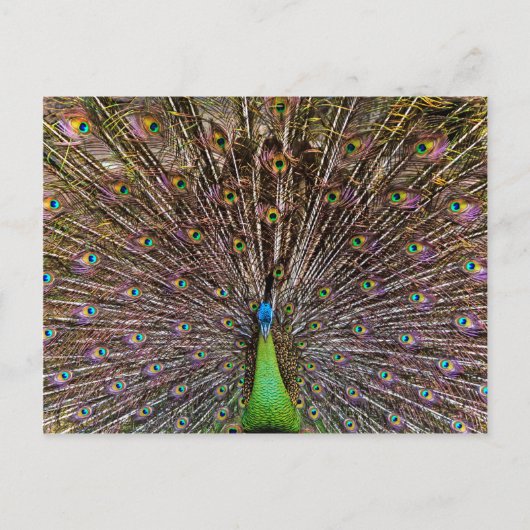 優雅なクジャクの鳥と羽の芸術作品 ポストカード (正面)