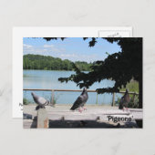 優雅なハト ポストカード (正面/裏面)