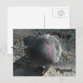 優雅なハト ポストカード (正面/裏面)