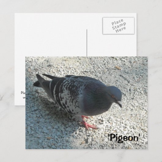 優雅なハト ポストカード (正面/裏面)