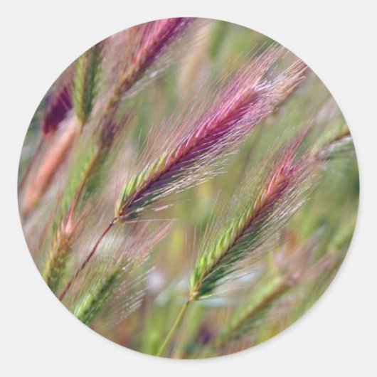 優雅なフォックステール ラウンドシール (正面)