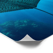 優雅な斑点のあるレイ：水中の静穏 ポスター (角)