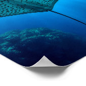 優雅な斑点のあるレイ：水中の静穏 ポスター (角)