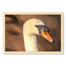 優雅な白鳥の頭部ポートレート