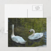 優雅な白鳥 ポストカード (正面/裏面)