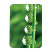 優雅な自然 緑の草上の露の雫 マグネット (縦)