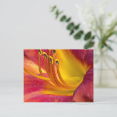 優雅な赤いデイリリーはがき ポストカード (スタンド正面)