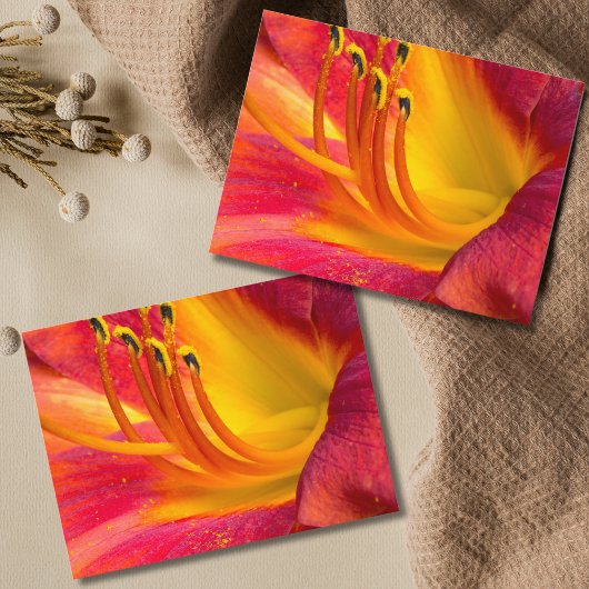 優雅な赤いデイリリーはがき ポストカード