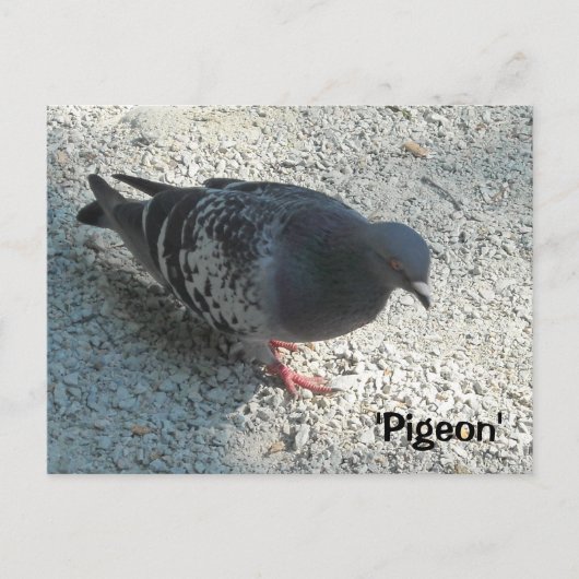 優雅な鳩 ポストカード (正面)