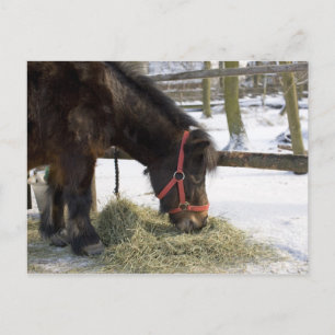 元々ゴトランドから来た先住民馬 ポストカード