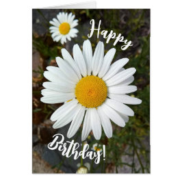 元気な白いデイジーの花 お誕生日おめでとうカード