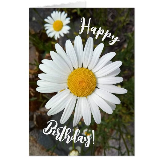 元気な白いデイジーの花 お誕生日おめでとうカード (正面)