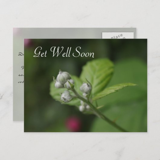 元気になる、夏の野生のラズベリーの花 ポストカード (正面/裏面)