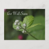 元気になる、夏の野生のラズベリーの花 ポストカード (正面)