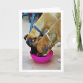 兄妹と一緒に飲む、犬の肖像 カード (正面)