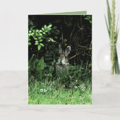 兄弟のウサギ カード (正面)