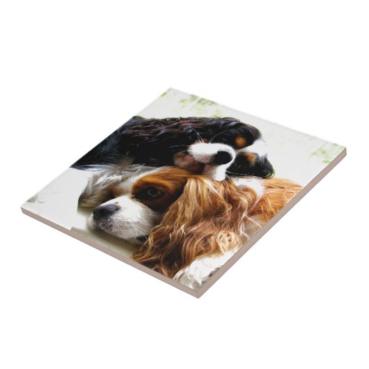 兄弟の騎士 タイル (側面)