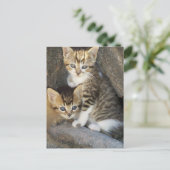 兄弟姉妹 ポストカード (スタンド正面)