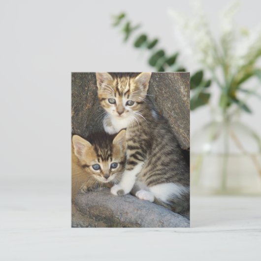 兄弟姉妹 ポストカード (スタンド正面)