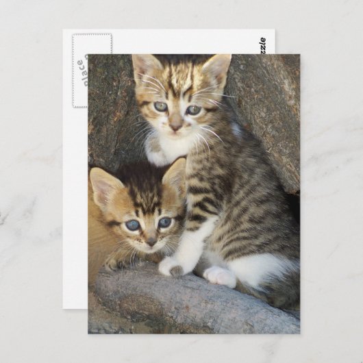 兄弟姉妹 ポストカード (正面/裏面)