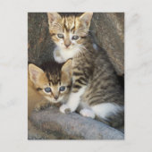 兄弟姉妹 ポストカード (正面)