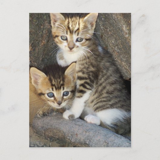 兄弟姉妹 ポストカード (正面)